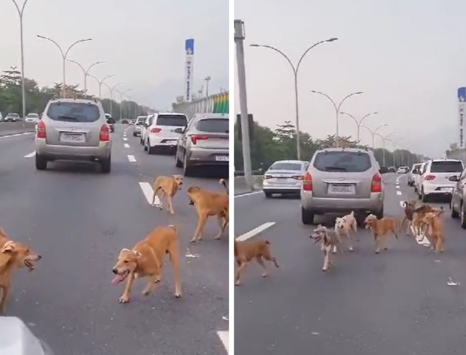 Grupo de cachorros caramelo ‘invade’ a Linha Vermelha